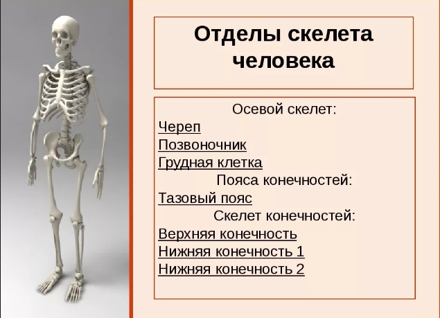 Как устроено тело человека. Как устроены органы человека. Картинки ...