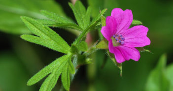 1200px-geranium_february_2008-1