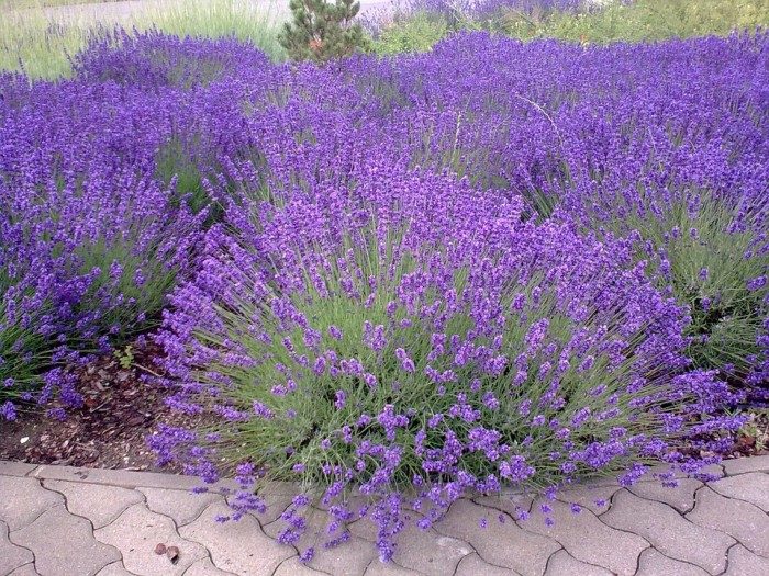 lavanda-2