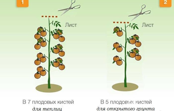 formirovanie-tomatov