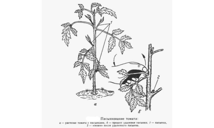 kak-pravilno-pasynkovat-pomidory