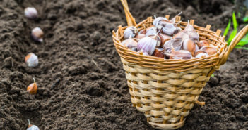 planting-garlic-spring-1020x680