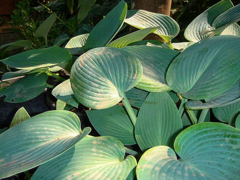 hosta_ventricosa_14