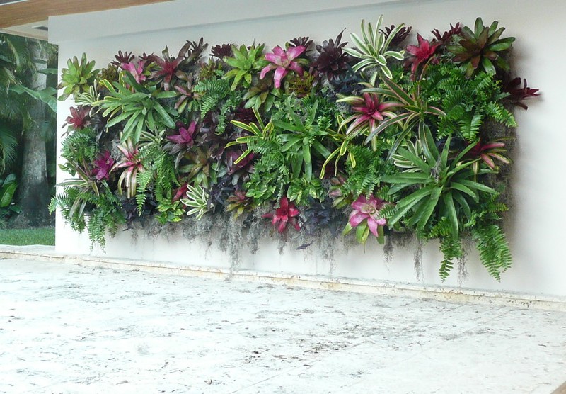 rasteniya-semeystva-bromeliyevykh-05