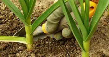 human hand caring garlic plants