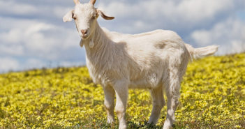 1200px-domestic_goat_kid_in_capeweed_edit