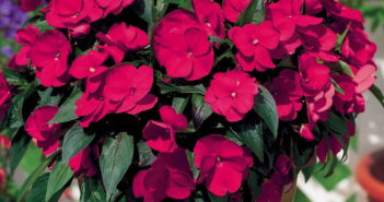 142_impatiens-new-guinea-paradise-martinique