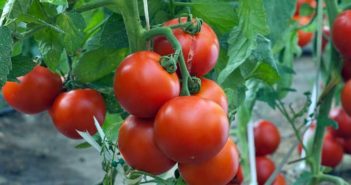 tomato-for-harvest-big