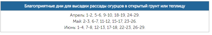 vysadka-rassady-v-teplicu-grunt