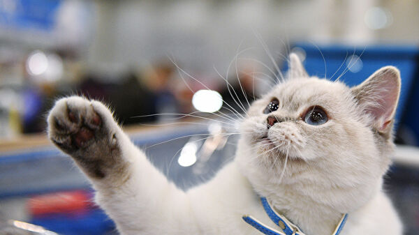 1489341615_0_294_2722_1825_600x0_80_0_0_fa683d190ac01dbb541e7eed27bae73d