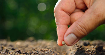 Farmer's hand planting seed in soil